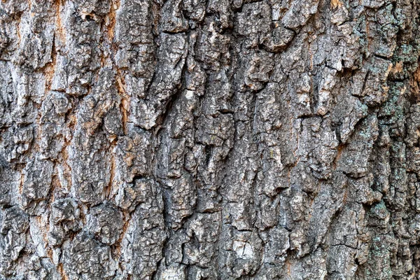 Ağaç kabuğu dokusu arka kapatmak