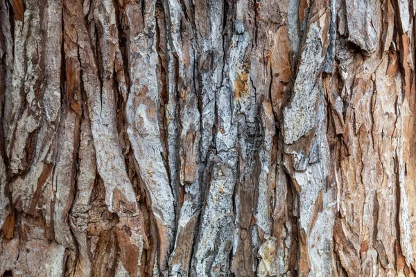 Ağaç kabuğu dokusu arka kapatmak