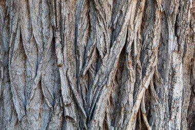 Ağaç kabuğu dokusu arka kapatmak