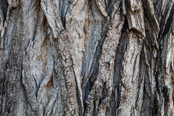 Ağaç kabuğu dokusu arka kapatmak