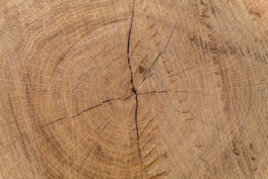 Kahverengimsi Çatlak Kesik Ahşap Doku