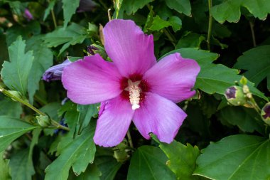 Güzel Mor Çiçek Kapanışı