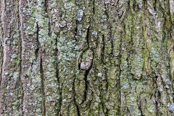 Närbild Träd Bark Textur Med Mossa — Stockfoto