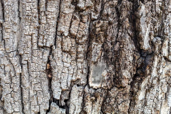 Closeup Tree Bark Texture Background — 图库照片