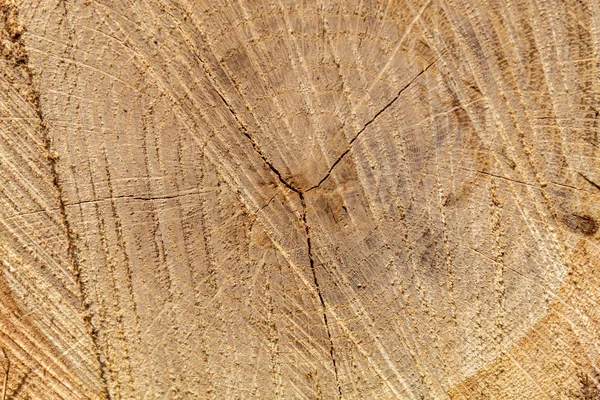 Коричневий Тріщини Вирізати Текстури Деревини — стокове фото