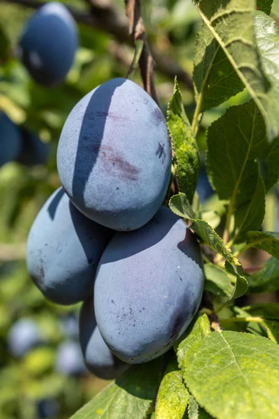 Ripe Plum Fruit Tak Close — Stockfoto