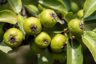 Küçük Olgunlaşmamış Yeşil Meyveli Yabani Armut Şubesi