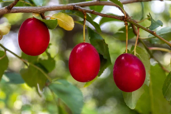 Prunes Sauvages Rouges Sur Branche Gros Plan — Photo