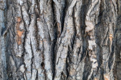 Pozadí Closeup Tree Bark textury