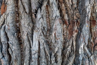 Closeup Tree Bark Texture Background