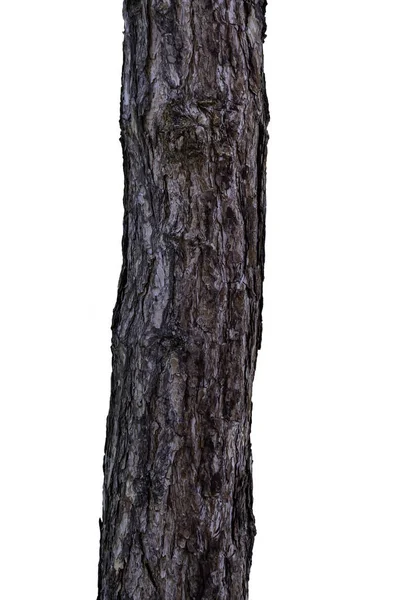 Textura Casca Árvore Isolada Fundo Branco — Fotografia de Stock