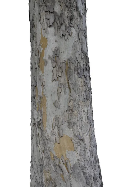 Ağaç Kabuğu Dokusu Beyaz Arkaplanda Izole Edildi — Stok fotoğraf