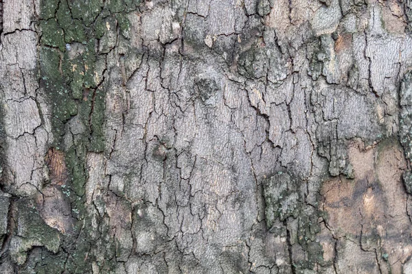나무껍질의 질감을 클로즈업 — 스톡 사진