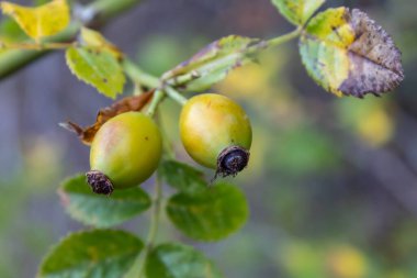 Küçük Meyveli Gül Kalçası