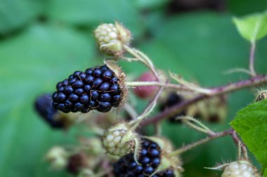 Meyve Kapalı Vahşi Blackberry Şubesi