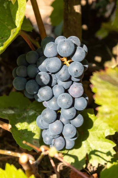 Ripe Blue Grapes Vineyard — Stock Photo, Image