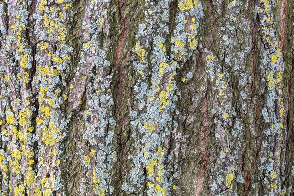 Closeup Embossed Tree Bark Texture Background Overlay — Stock Photo, Image