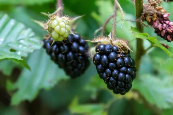 Meyve Kapalı Vahşi Blackberry Şubesi — Stok fotoğraf