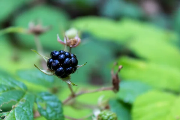 Rama Mora Salvaje Con Primer Plano Fruta — Foto de Stock