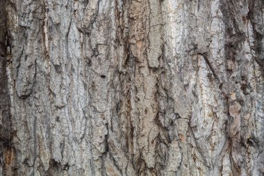 Closeup Tree Bark Texture Background