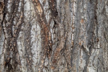 Closeup Tree Bark Texture Background