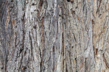 Closeup Tree Bark Texture Background