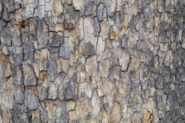 Closeup Tree Bark Texture Background