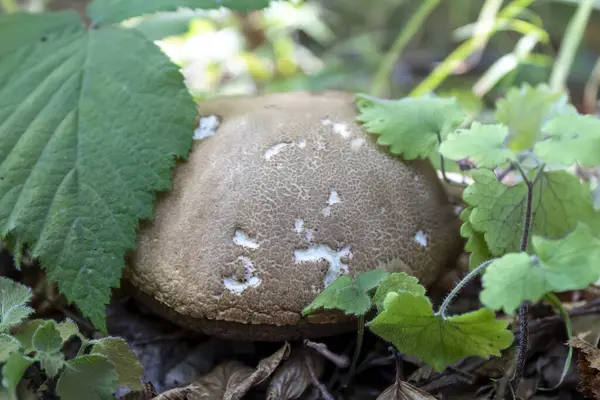 Brownish Mushroom Growing Rocky Ground — Stock Photo, Image