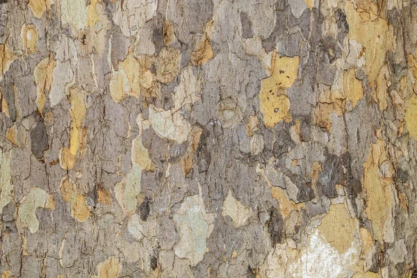 Closeup Tree Bark Texture Background — Stock Photo, Image