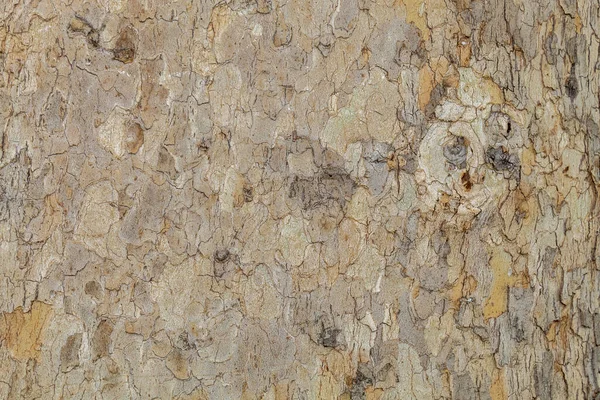 Closeup Tree Bark Texture Background — Stock Photo, Image