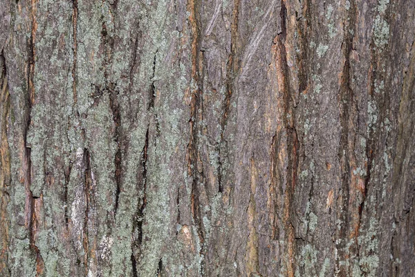 Тло Текстури Дерев Яної Кори Крупним Планом — стокове фото