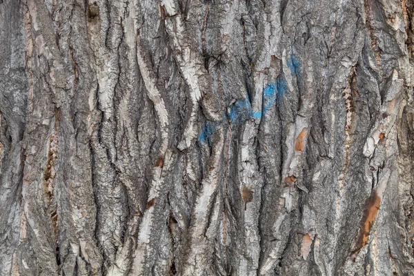 Pozadí Closeup Tree Bark Textury — Stock fotografie