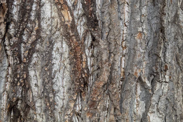 Closeup Tree Bark Texture Background — Stockfoto