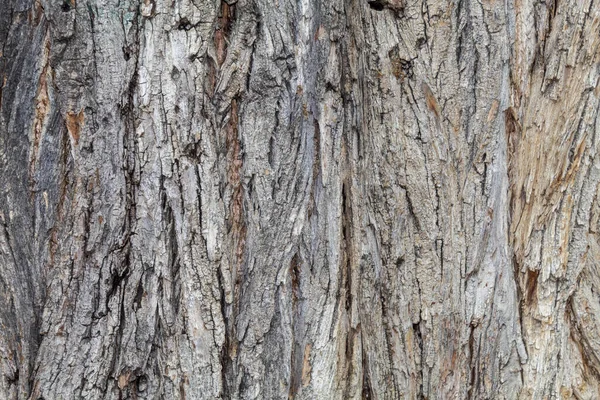 Closeup Tree Bark Texture Background — Stock Photo, Image