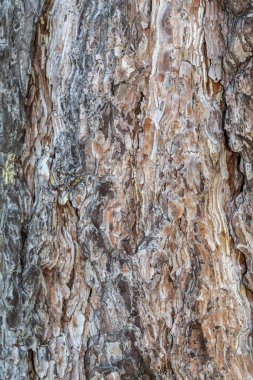 Closeup Tree Bark Texture Background