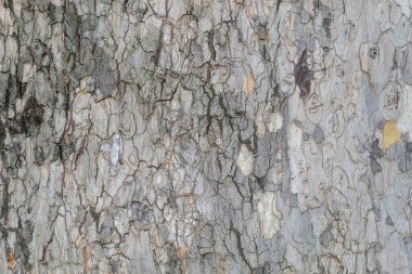 Closeup Tree Bark Texture Background