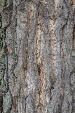 Closeup Tree Bark Texture Background