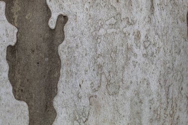 Closeup Tree Bark Texture Background