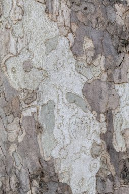 Closeup Tree Bark Texture Background