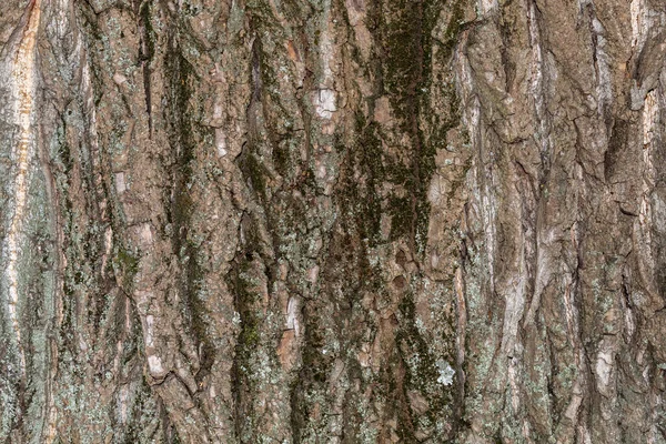 Closeup Tree Bark Texture Background — 스톡 사진