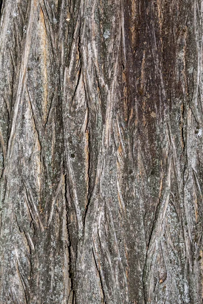 Closeup Tree Bark Texture Background — 图库照片