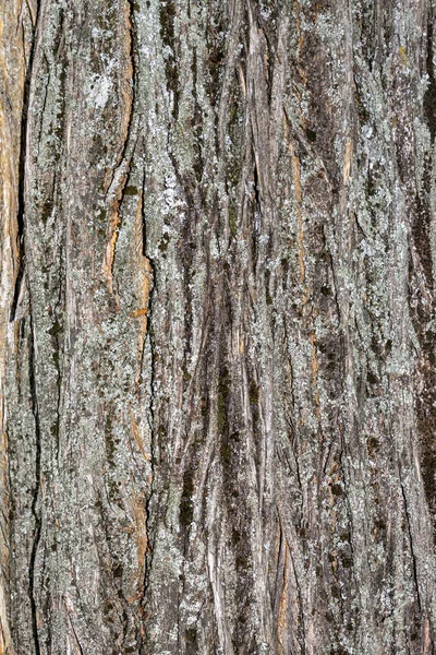 Closeup Tree Bark Texture Background — 스톡 사진