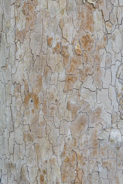 Zbliżenie Tree Bark Tekstury Tła — Zdjęcie stockowe