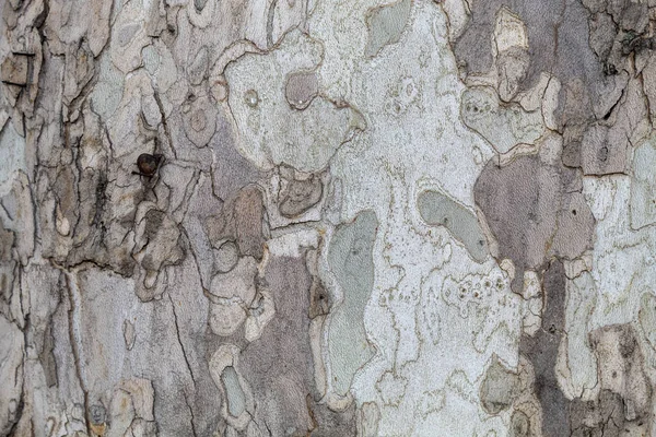 Closeup Tree Bark Texture Background — Stockfoto