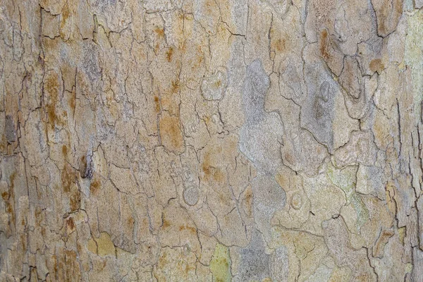 Nahaufnahme Baumrinde Textur Hintergrund — Stockfoto