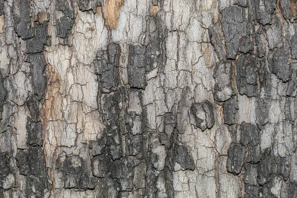 Pozadí Closeup Tree Bark Textury — Stock fotografie