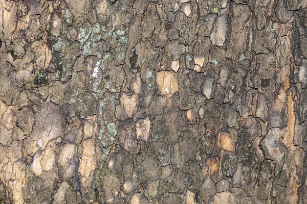 Φόντο Υφής Φλοιού Δέντρου Closeup — Φωτογραφία Αρχείου