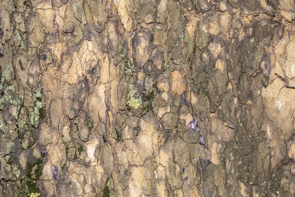 Zbliżenie Tree Bark Tekstury Tła — Zdjęcie stockowe