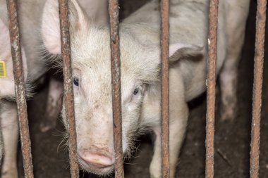 Metal Çitin Arkasında Şirin Yorkshire Domuzcuğu