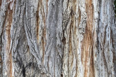 Closeup Tree Bark Texture Background